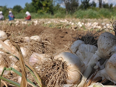 kastamonu taşkörü sarımsağı