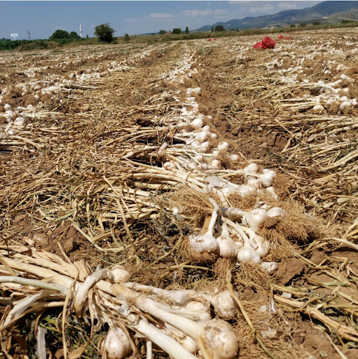 kastamonu taşkörü sarımsağı
